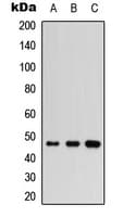 IKBKG / NEMO / IKK Gamma Antibody (Internal)