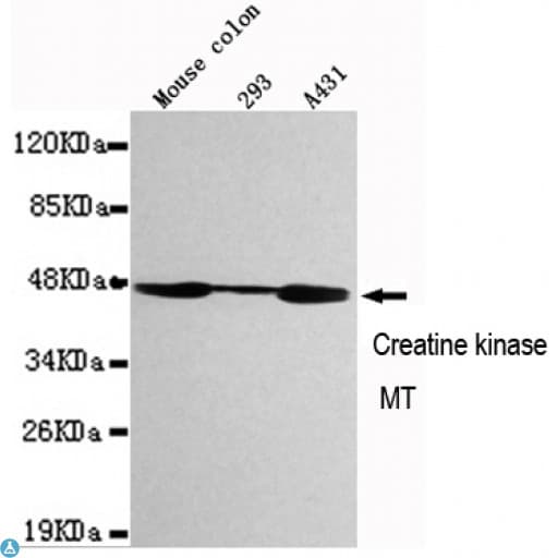 CKMT1 Antibody