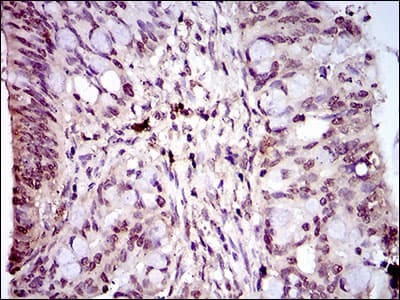 HIWI2 / PIWIL4 Antibody (aa304-434, clone 10G9B11)
