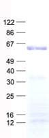 Human BTBD10 / GMRP-1 Protein (Recombinant His, N-Terminal)