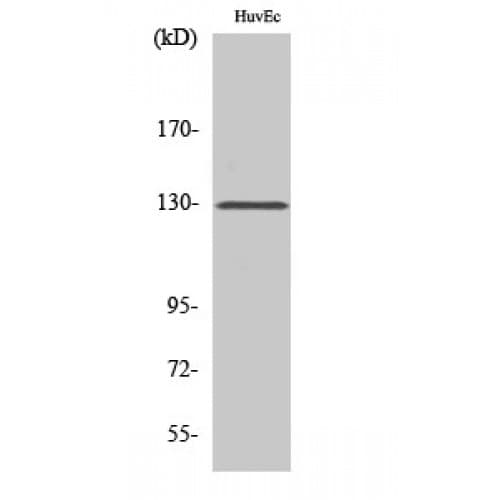 BCAR1 / p130Cas Antibody (350-430 aa)
