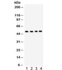 SOCS4 Antibody