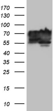 Monoclonal Mouse anti-Human BNIPL Antibody (clone OTI9C1, aa1-203, WB)