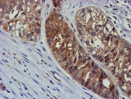 TULP3 Antibody (clone OTI4E5)