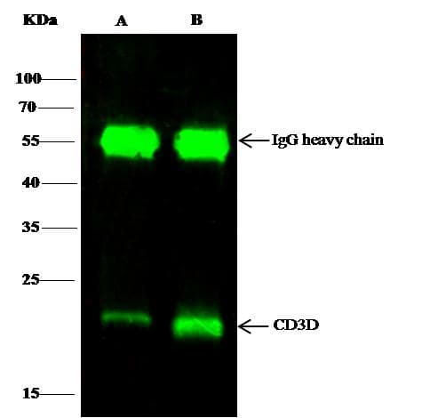 CD3D Antibody (Preservative Free)