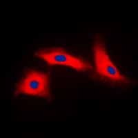 APAF1 / APAF-1 Antibody (C-Terminus)