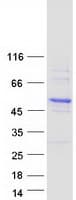 Human CBWD6 Protein (Recombinant Myc-DDK (Flag))