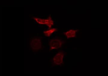 CD80 Antibody