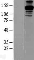 PEG3 Protein (Over-Expression Lysate Myc-DDK (Flag))