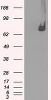 CYPOR / POR Antibody (clone OTI4G2)