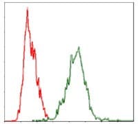 YAP / YAP1 Antibody (clone 1A12)