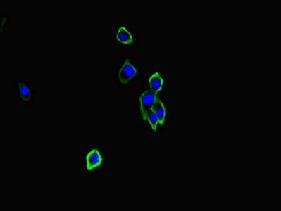 NRXN1 / Neurexin 1 Antibody