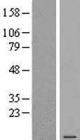 C6orf48 Protein (Over-Expression Lysate Myc-DDK (Flag))