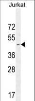 CD34 Antibody (aa185-212)