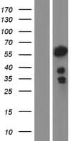 NFIA / Nuclear Factor 1 Protein (Over-Expression Lysate Myc-DDK (Flag))