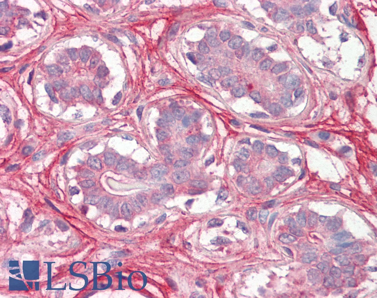 IHC-plus™ DCN / Decorin Antibody (aa232-246)