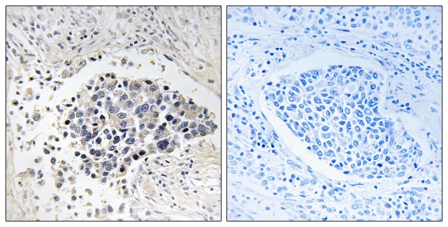 CPNE8 / Copine VIII Antibody (aa11-60)