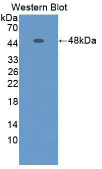 ERI1 / HEXO Antibody