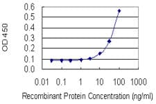 EN2 Antibody (clone 1E1)