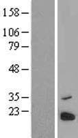 C6orf203 Protein (Over-Expression Lysate Myc-DDK (Flag))