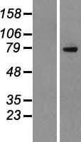 DHX35 Protein (Over-Expression Lysate Myc-DDK (Flag))