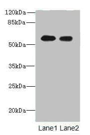 TEKT5 Antibody (aa1-485)
