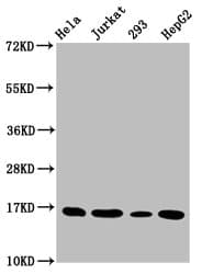 HIST1H3A Antibody