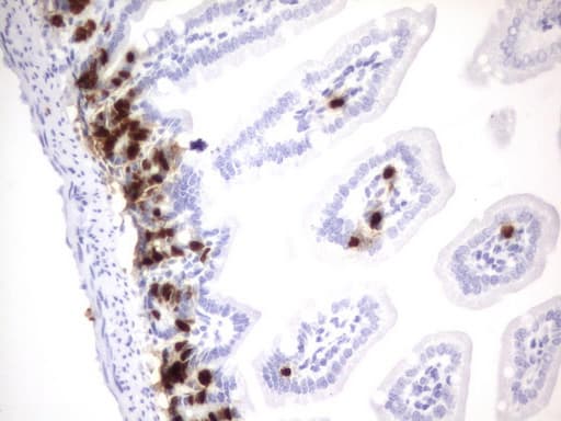 BrdU Antibody (clone 4F2)