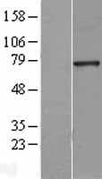 HNF1A / HNF1 Protein (Over-Expression Lysate Myc-DDK (Flag))