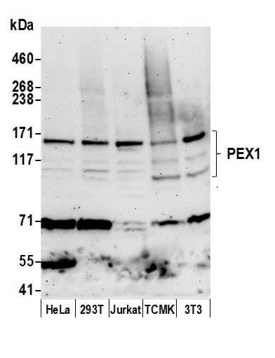 PEX1 Antibody (aa1233-1283)
