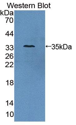 AZIN1 Antibody (aa5-290)