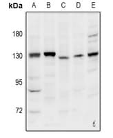 Polyclonal Rabbit anti-Human INTS2 / INT2 Antibody (WB)
