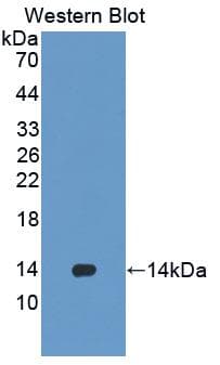 STAT5A Antibody (aa586-688)