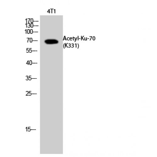 XRCC6 / Ku70 Antibody (acetylation site of K331.)