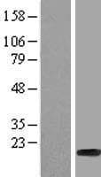 HIST1H2BF Protein (Over-Expression Lysate Myc-DDK (Flag))