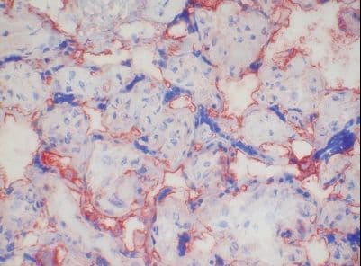 CD46 Antibody (clone 13/42)