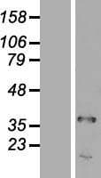 TRA2A Protein (Over-Expression Lysate Myc-DDK (Flag))