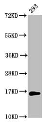 Polyclonal Rabbit anti-Human HIST1H3A Antibody (WB)