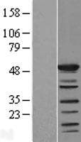 SHD Protein (Over-Expression Lysate Myc-DDK (Flag))