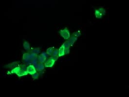 RASA1 Antibody (clone OTI2H1)