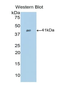 CCL21 / SLC Antibody (aa5-130)