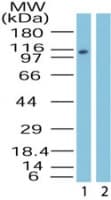 IHC-plus™ IPO9 / Importin 9 Antibody (aa950-1000)