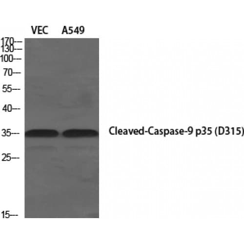 CASP9 / Caspase 9 Antibody (240-320 aa, Internal)
