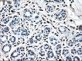 BRAF / B-Raf Antibody (clone OTI1G8)