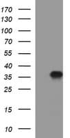 PAP2a / PPAP2A Antibody (clone OTI1H4)