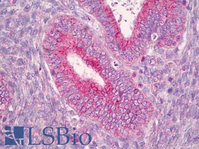 IHC-plus™ RNF144A / RNF144 Antibody (aa151-200)
