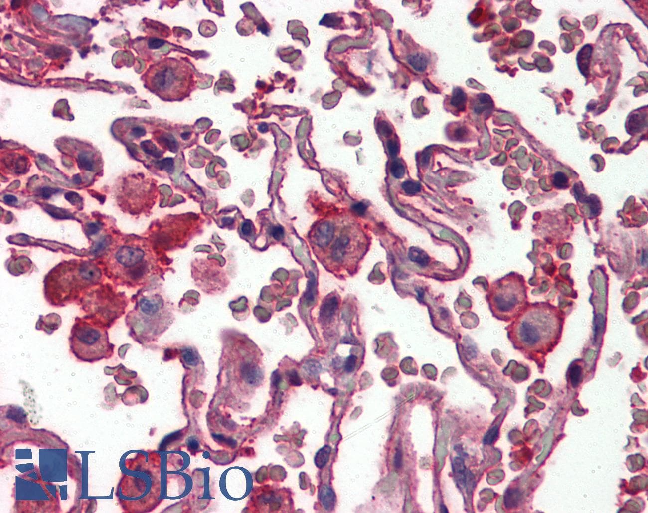 IHC-plus™ RETN / Resistin Antibody