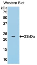 IFNA / Interferon Alpha Antibody (aa1-187, Biotin)