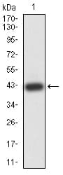 Monoclonal Mouse anti-Human CBX7 Antibody (clone 3H9C4, WB)