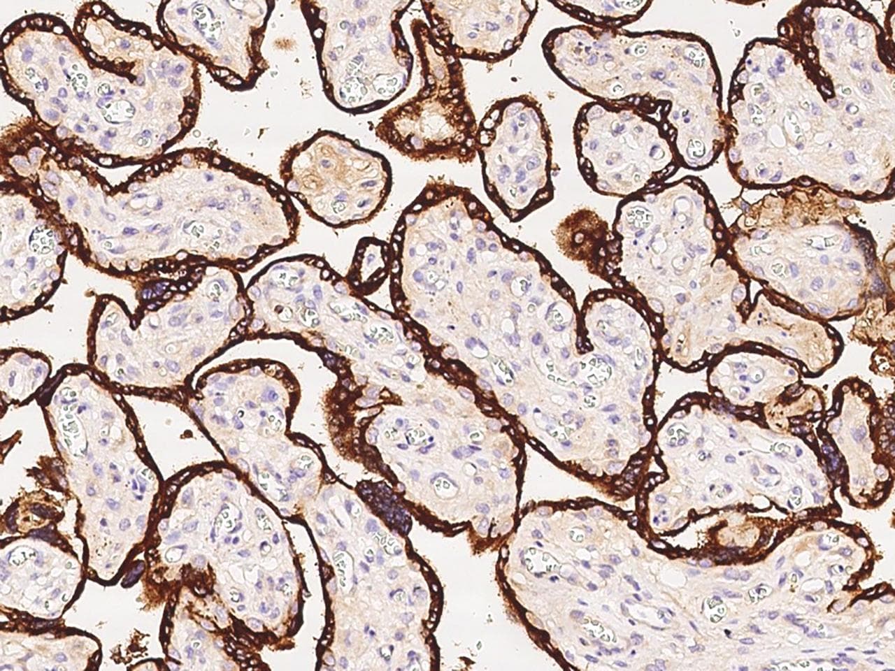 PSG1 / CD66f Antibody (Preservative Free)
